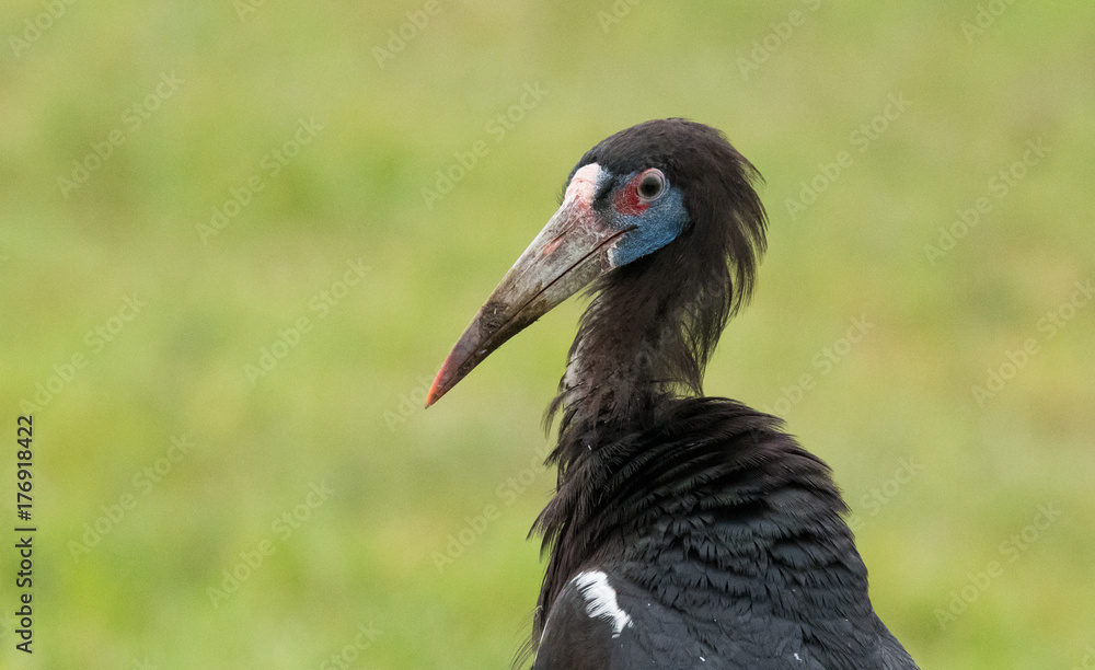 Stork Face