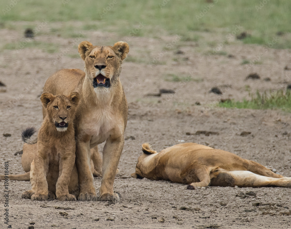 Fototapeta premium Pride of Lions