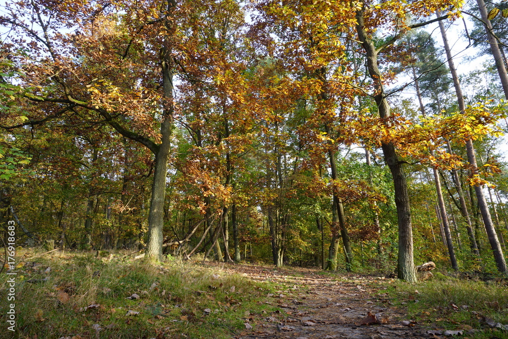 Waldweg mit Eichen in Herbstfärbung