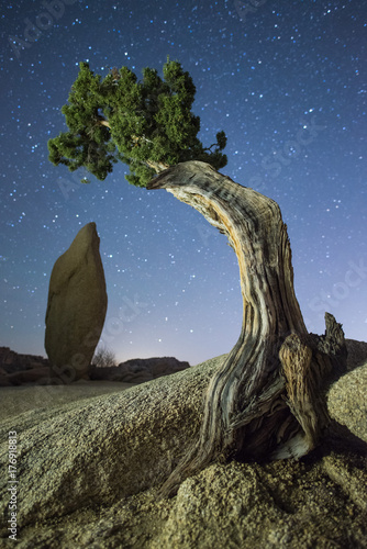 Juniper Tree and Rock Under October Night Sky in Jumbo Rocks Campground in Joshua Tree National Park, California