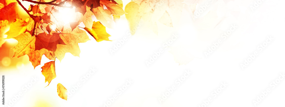 Goldener Herbst auf weissem Hintergrund - obrazy, fototapety, plakaty 