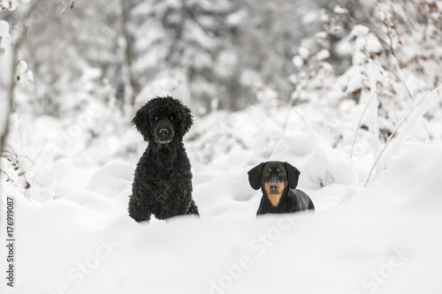 Pudel und Bracke im Schnee