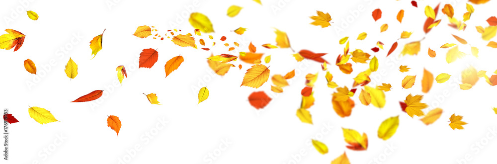 Goldener Herbst auf weissem Hintergrund - obrazy, fototapety, plakaty 