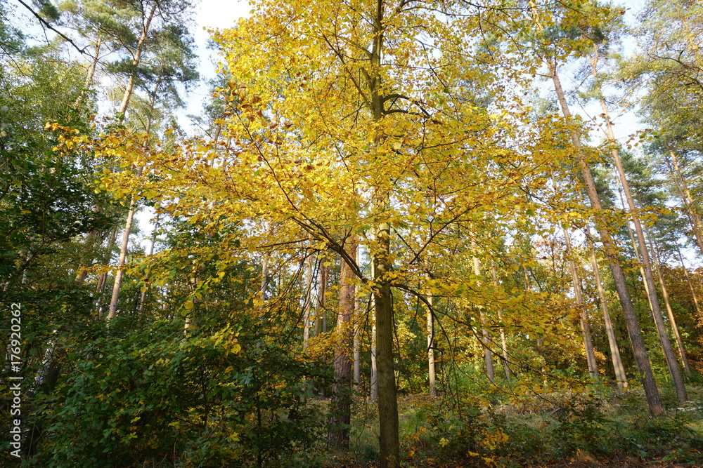 Obraz premium Erle in herbstlichem Kiefernwald