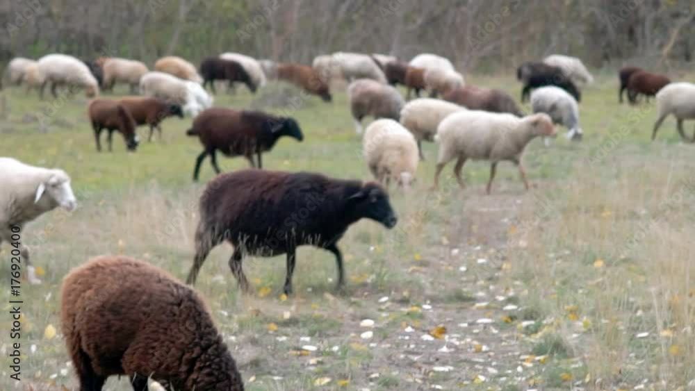 A herd of sheep on the nature field before autumn A herd of sheep on the nature field before autumn