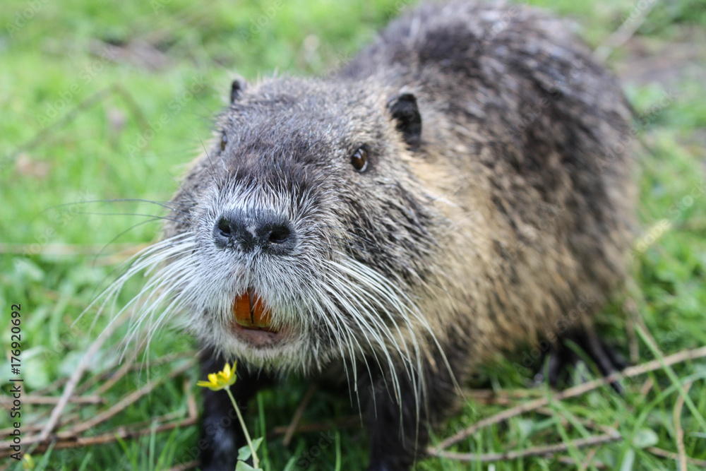 Nutria enjoys the scent of flowers. Nutria enjoys the scent of flowers.