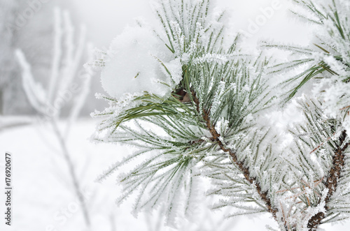 Pine needles covered with frost in the winter woods.