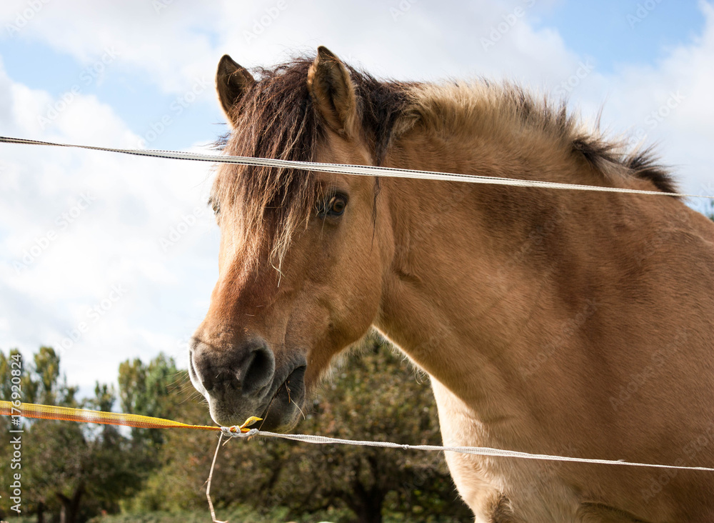 Fototapeta premium Beautiful horse posing for a photo