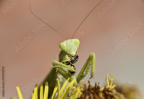 The female praying mantis devouring wasp
