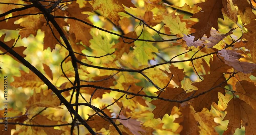 Autumn. Fall scene. Beauty nature scene trees and leaves. Nature background. Selective focus. Autumn. Fall scene. Beauty nature scene trees and leaves. Nature background. Selective focus.