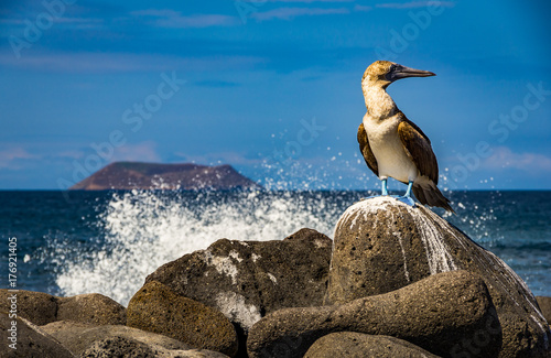 blue footed boobie with a wave crashing on the rock