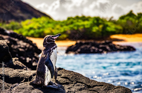 cute small penguin standing on the rocks photo