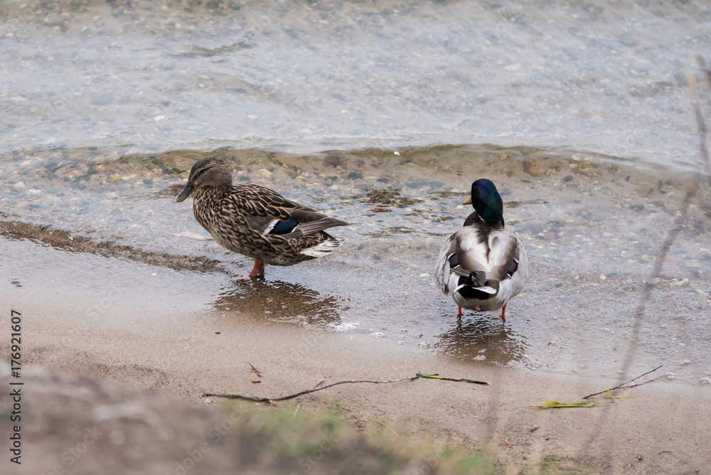 Fototapeta premium Mallards
