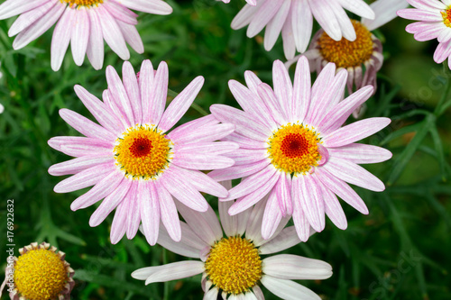 Pink Daisies 