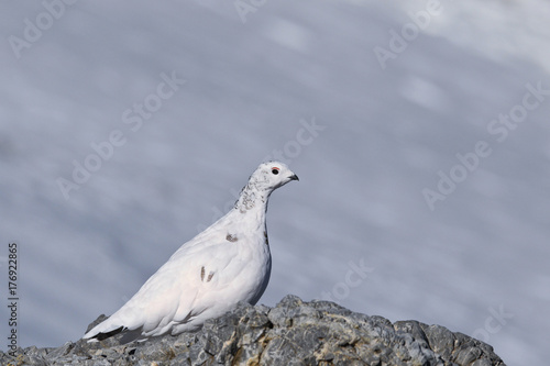 Rock Ptarmigan