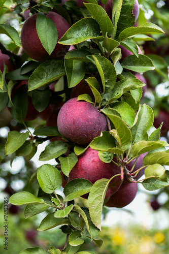 Fotografija Mccintosh apples at the farm upstate NY