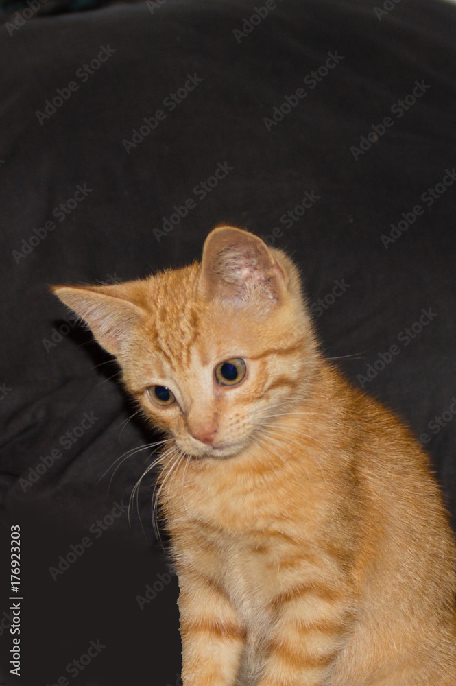 An adorable orange kitten portrait against a black backdrop. The little guy has an expression of curiosity. An adorable orange kitten portrait against a black backdrop. The little guy has an expression of curiosity.