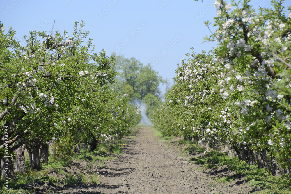 Blooming apple orchard. Adult trees bloom in the apple orchard.