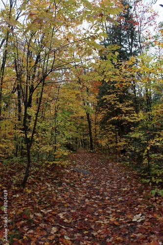 Path in the forest in fall