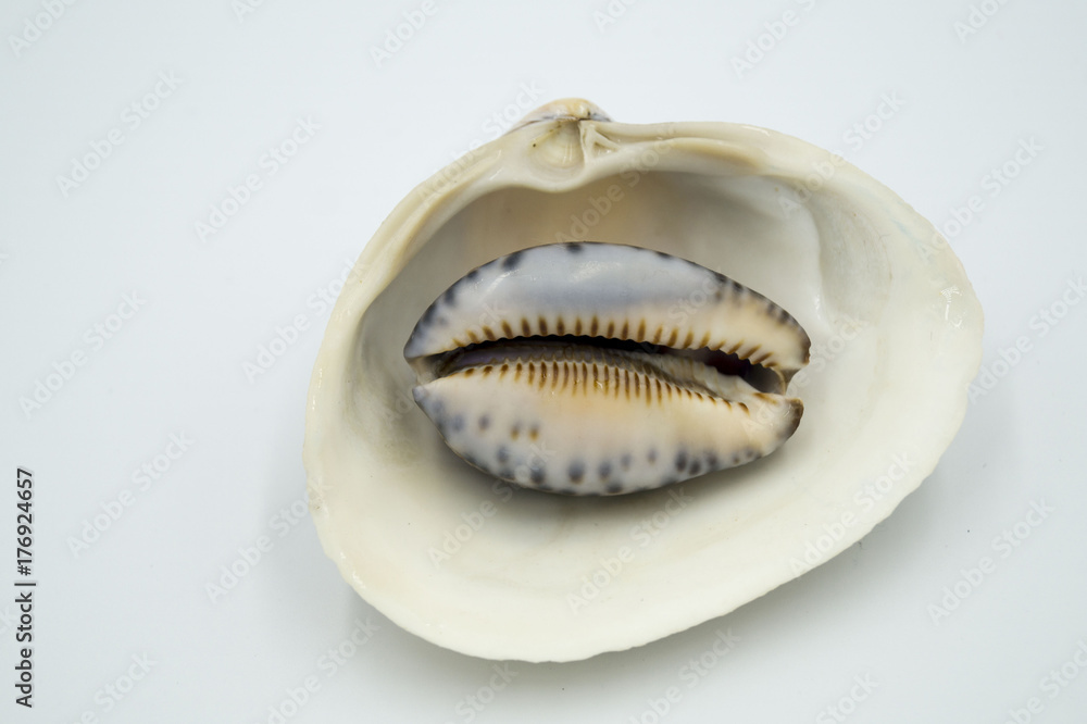 sea shells, shellfish