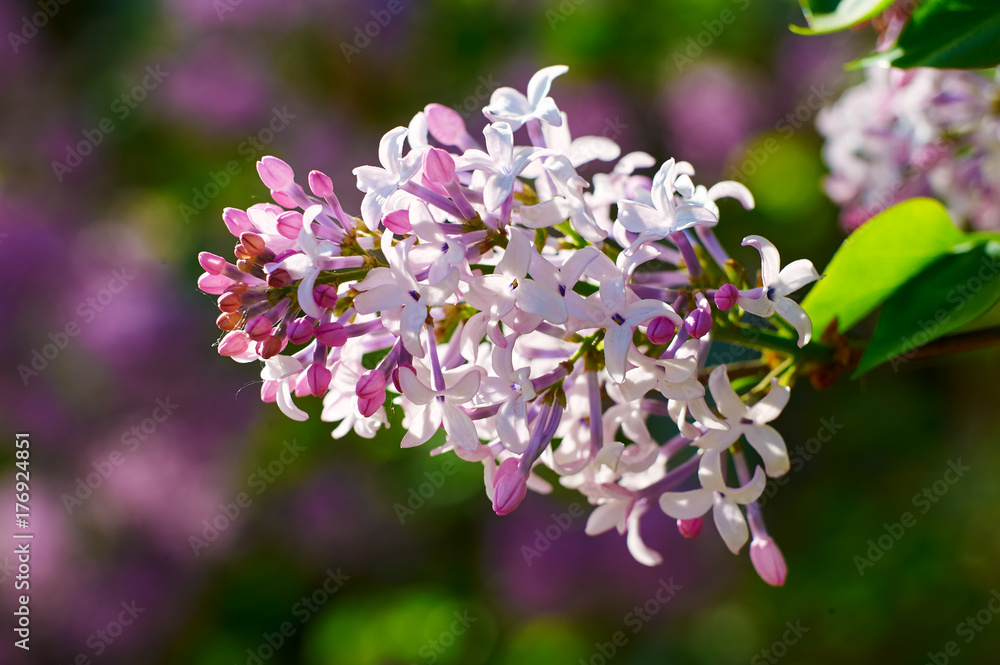 The blooming lilacs