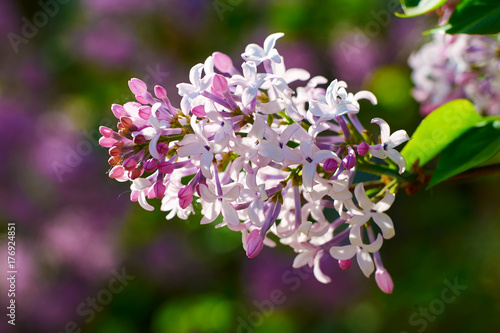 The blooming lilacs