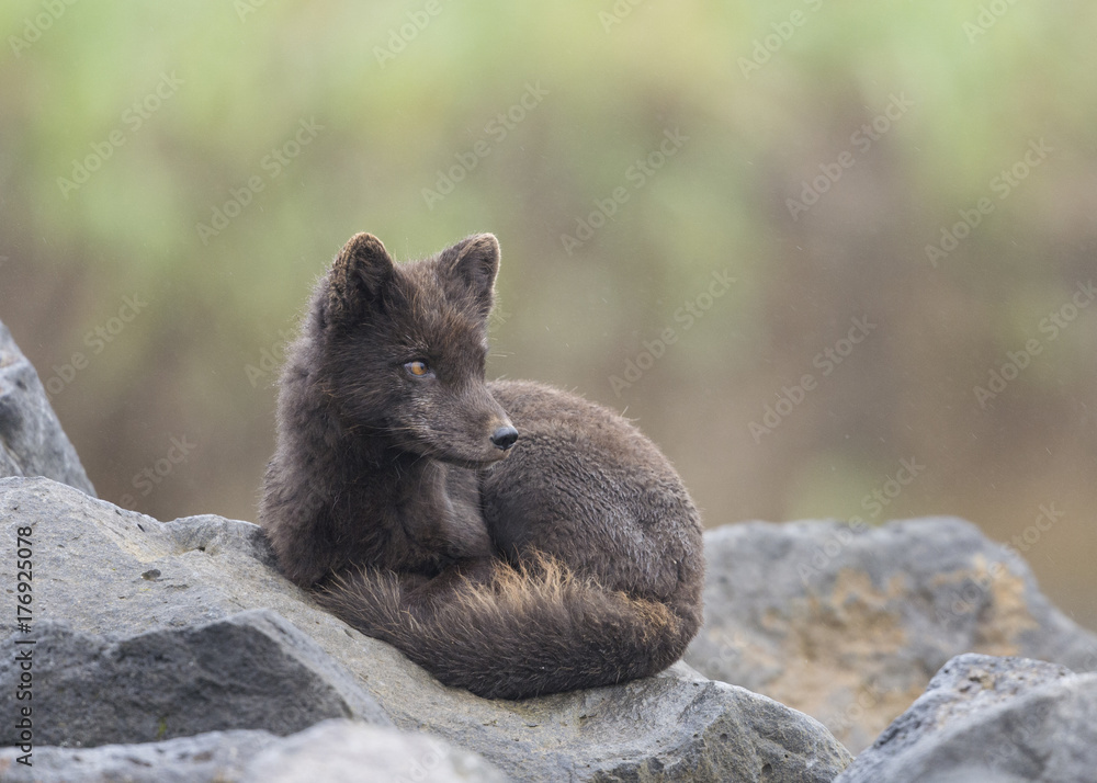 Obraz premium Arctic Fox (Alopex lagopus), taken in the Pribilof Islands, St. Paul Island, Alaska. 