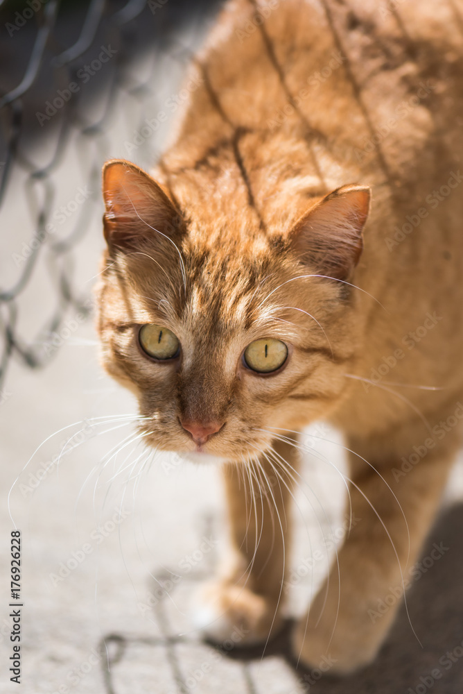 Fototapeta premium Ginger Cat