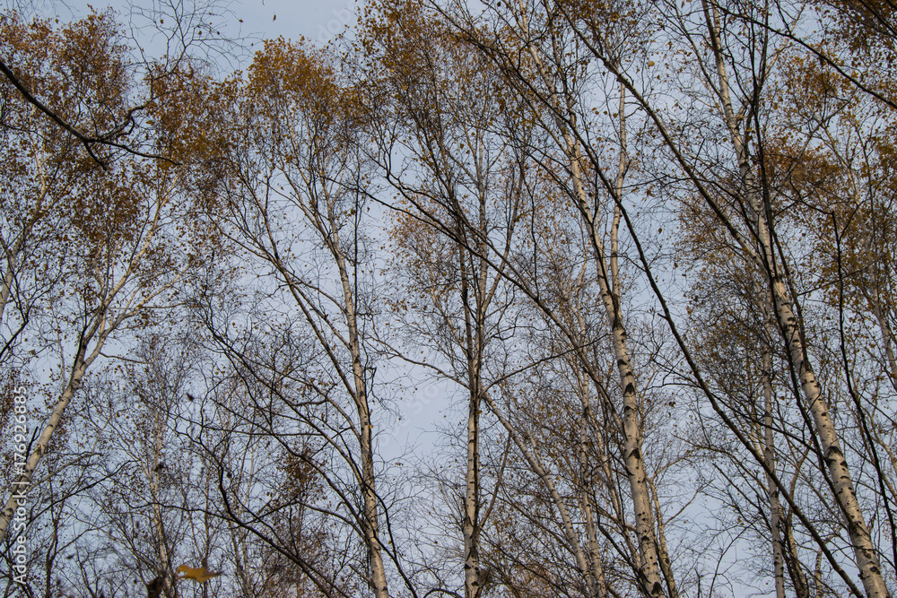 Beautiful autumn forest Beautiful autumn forest