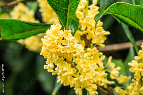 Beautiful yellow osmanthus fragrans bloom in october photo