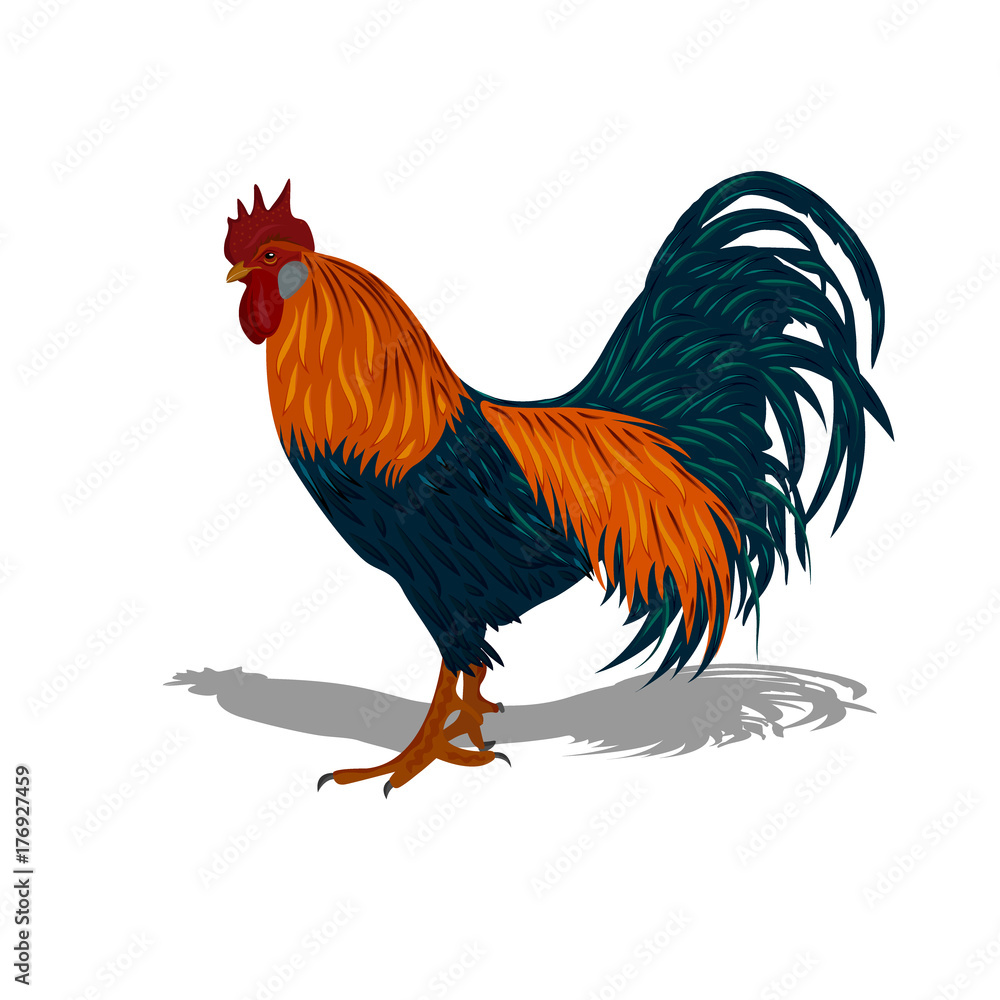 Fototapeta premium rooster, vector illustration