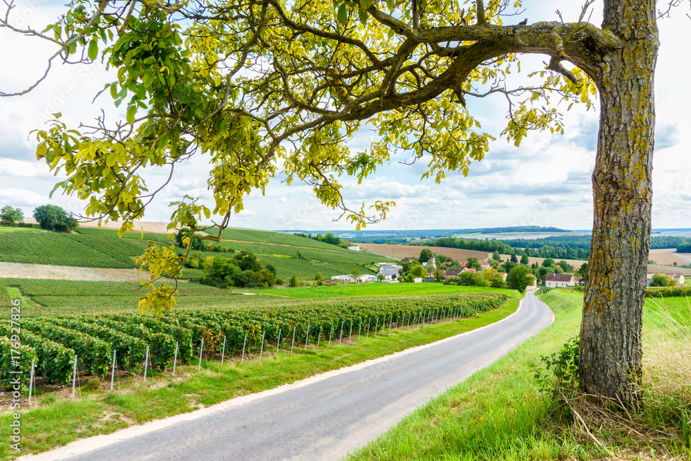 Obraz premium Row vine grape in champagne vineyards at montagne de reims on countryside village background, France