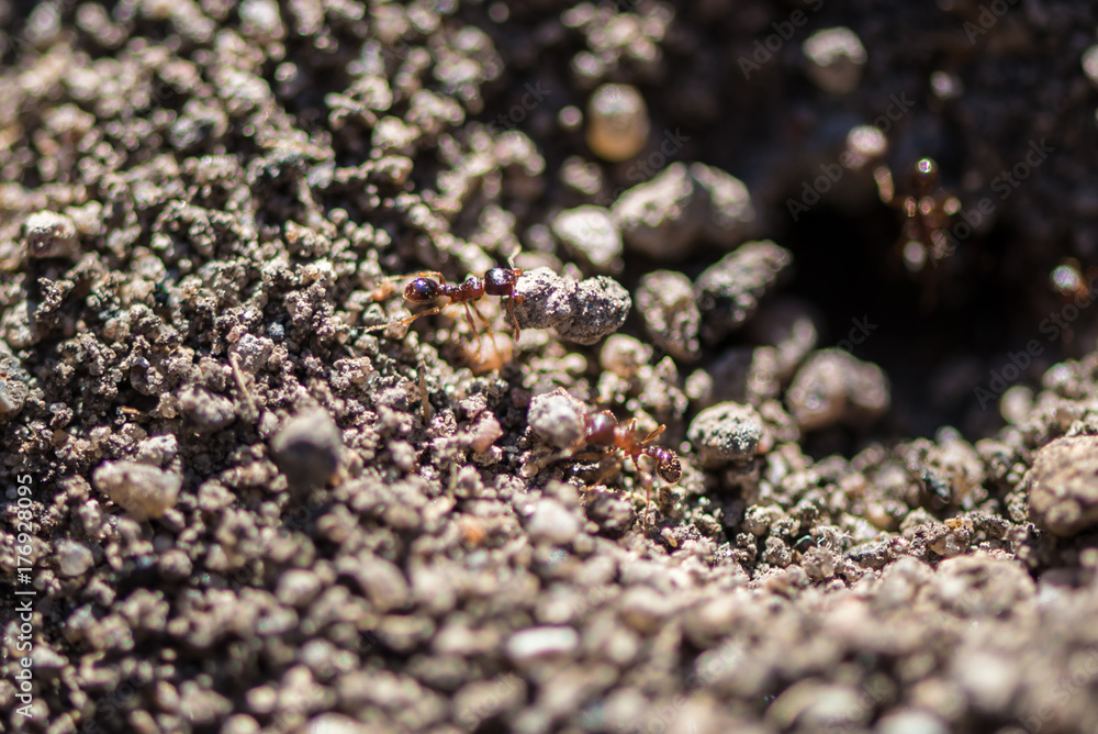 Ant Ant