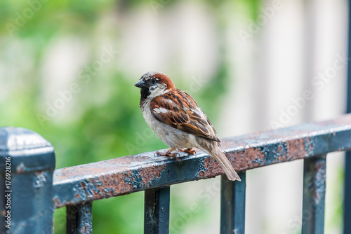 House Sparrow