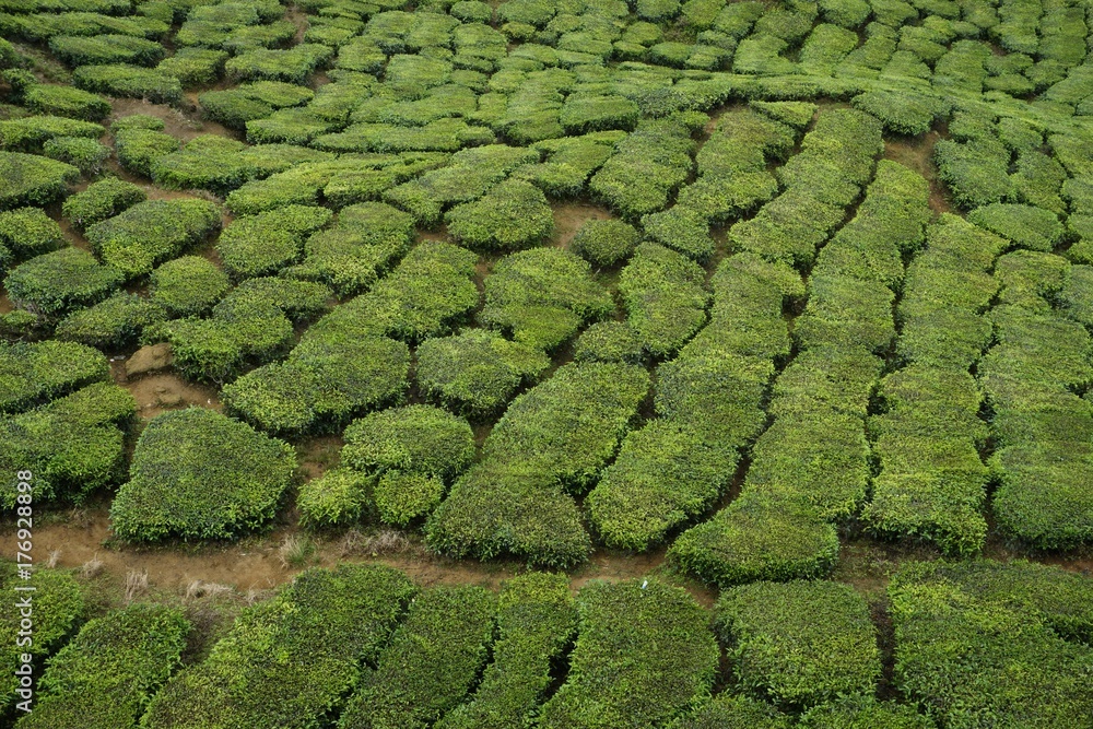 The patterns of tea plants