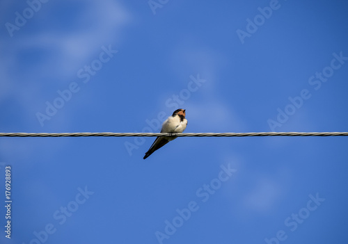 Swallows on the wires. Swallows against the blue sky. The swallo © eleonimages