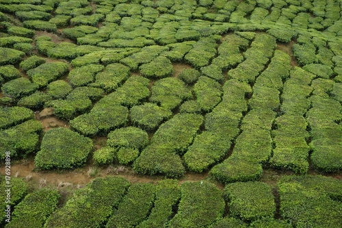 The patterns of tea plants © mohdbakri