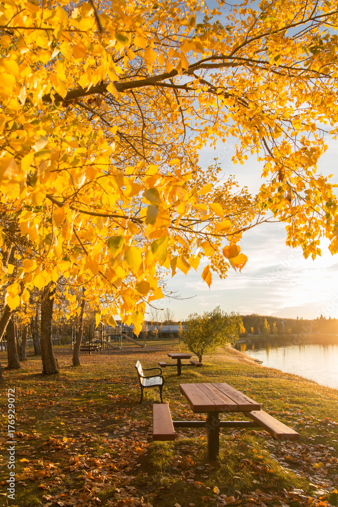 autumn trees in the park