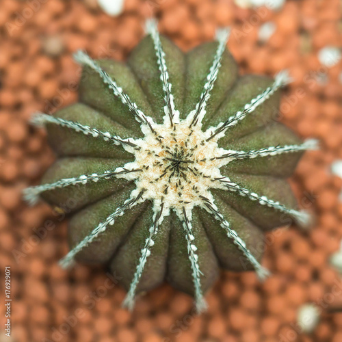 Top view of Uebelmannia pectinifera cactus photo