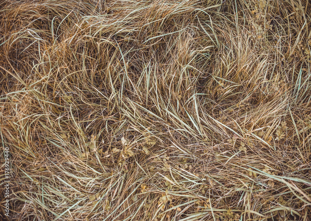 Autumn wild grass, top view. Wheat-grass, bluegrass. Autumn wild grass, top view. Wheat-grass, bluegrass.