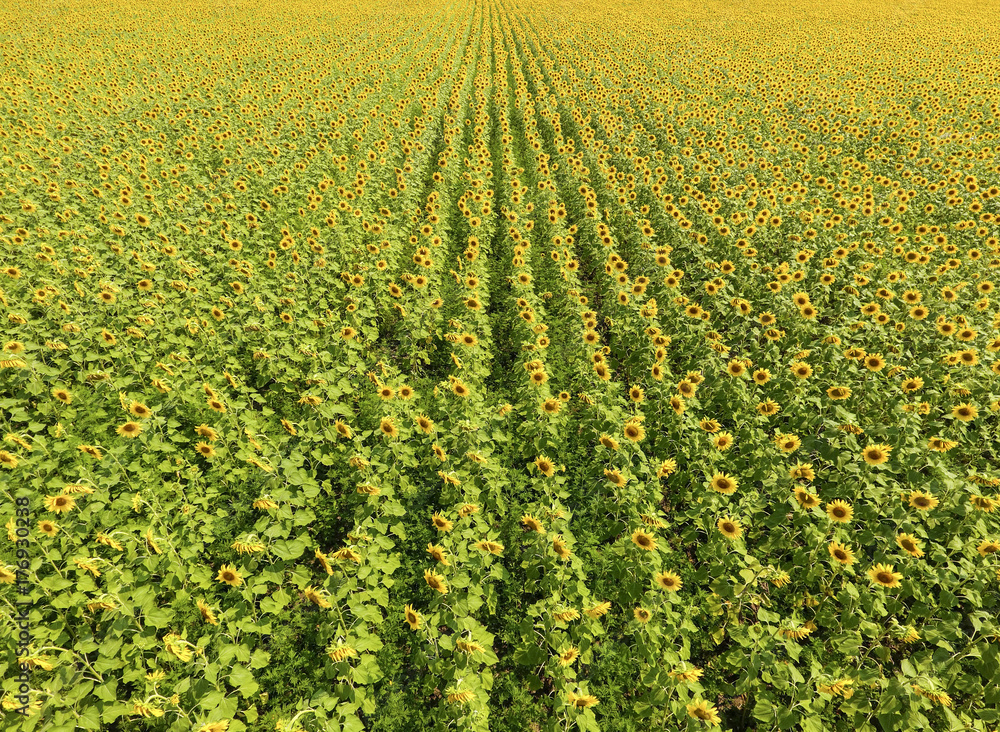 Aerial view of agricultural fields flowering oilseed. Field of s
