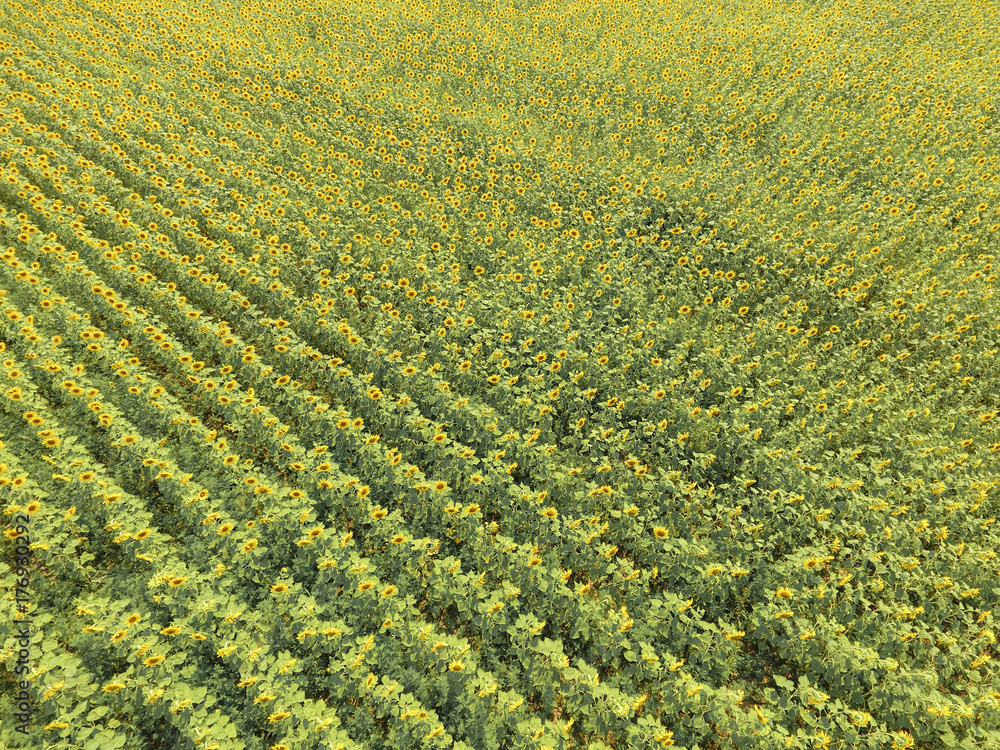 Aerial view of agricultural fields flowering oilseed. Field of s Aerial view of agricultural fields flowering oilseed. Field of s
