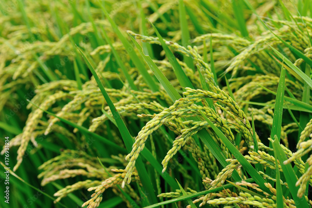 rice grain in growth at field rice grain in growth at field