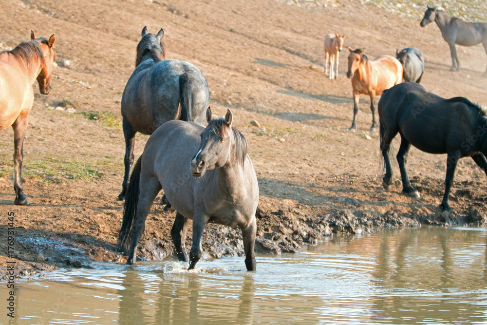Liver Chestnut Bay Roan mare and Red Roan stallion drinking at the waterhole in the Pryor Mountains Wild Horse Range in Montana United States Liver Chestnut Bay Roan mare and Red Roan stallion drinking at the waterhole in the Pryor Mountains Wild Horse Range in Montana United States