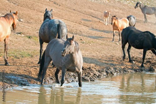 Liver Chestnut Bay Roan mare and Red Roan stallion drinking at the waterhole in the Pryor Mountains Wild Horse Range in Montana United States