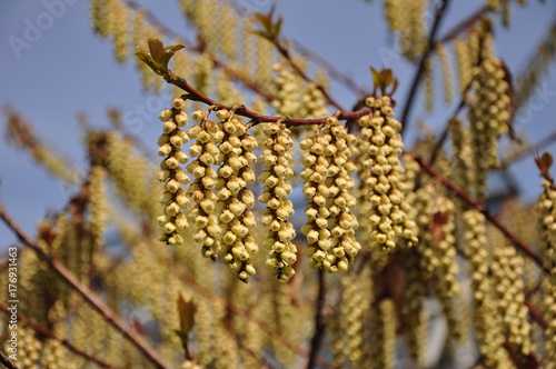Columns of tiny flowers hanging from a branch.