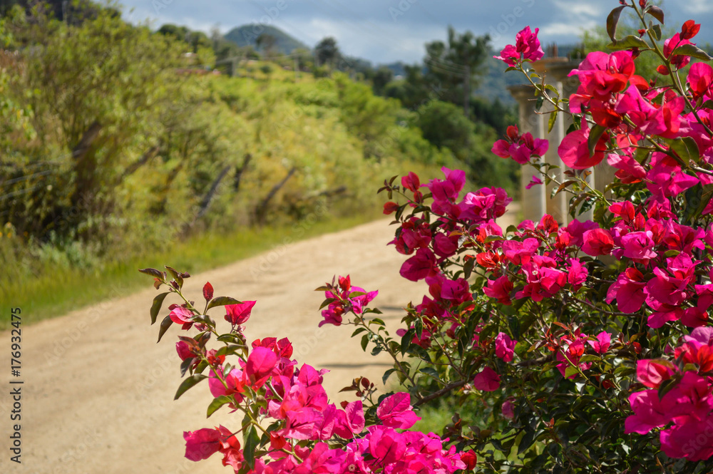 Pink bougainvillea flowers In Capulalpam de Mendez, Oaxaca state, Mexico. It is one of the “Pueblos Magicos” towns. Shallow DOF