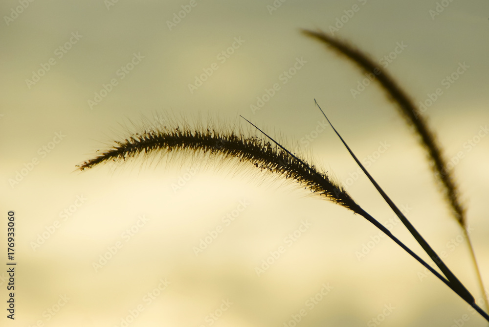 Grass In Silhouette Evening Time With Sun Flare Grass In Silhouette Evening Time With Sun Flare
