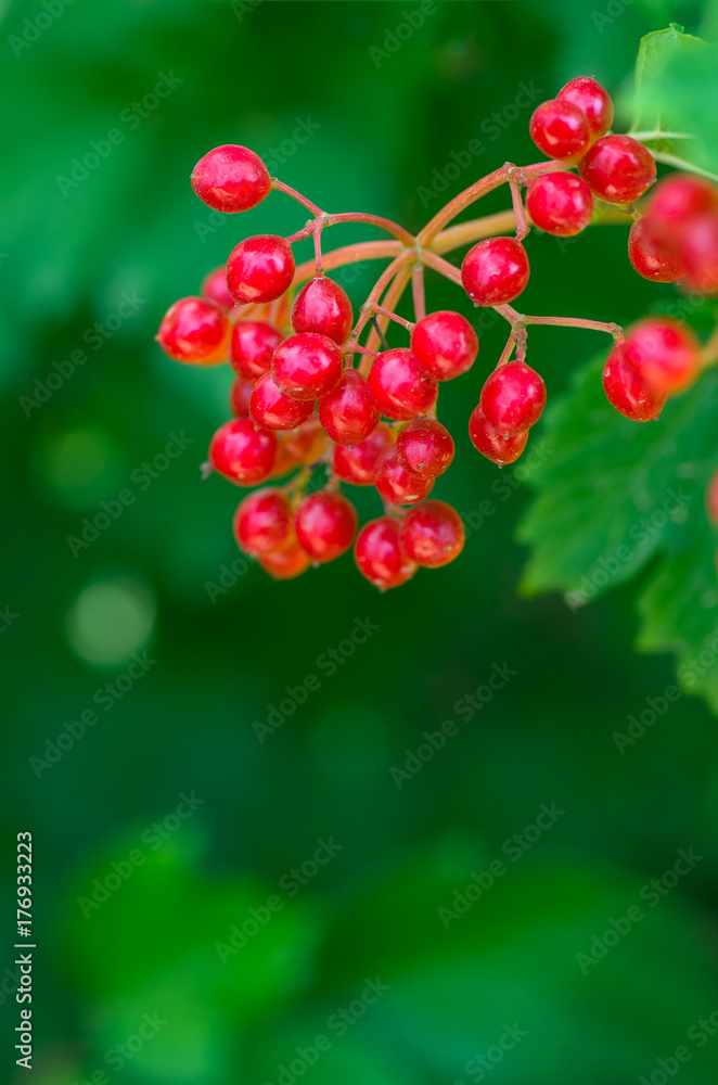 Sprig with green leaves and ripe red Viburnum.