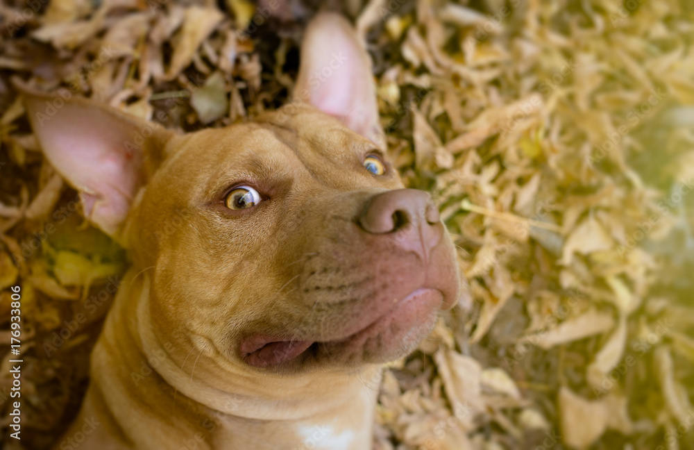 Selfie photo of yellow terrier dog